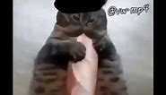 baguette cat