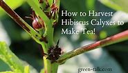 How to Harvest Hibiscus Calyxes - Green Talk®