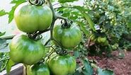 10 Terrific Tomato Growing Tips - Growing PERFECT Tomatoes at Home