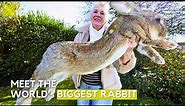 Meet the world's biggest rabbit - Darius | Largest Bunnies