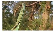 Forest Green Vine Snake in tree 😱 #snakes #reelsfbviral #green #naturallife #forest #instagood #facebookreels #reptiles | Sarp Rakshak Sandeep Joshi
