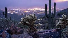8 Cacti That Thrive in Arizona