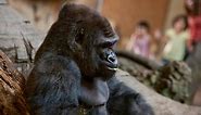Omaha zoo unveils renovated gorilla exhibit