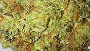 Master Kush | Marijuana Strain Reviews