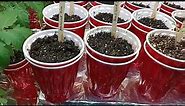 World's 🌎 Best way to grow HUGE Tomato Seedlings 🌱