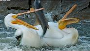 Pelican's Fishing Fail | Earth's Great Rivers | BBC Earth