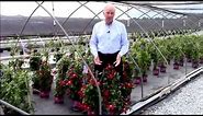 Best Flowering Vines - Clematis Rebecca™, Raymond Evison® Clematis by Overdvest Nurseries
