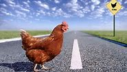 30 of the Funniest “Why Did the Chicken Cross the Road” Jokes