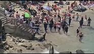 VIDEO: Sea lions charge at beachgoers in La Jolla