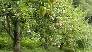 How to Grow Apple Trees - Complete Growing Guide