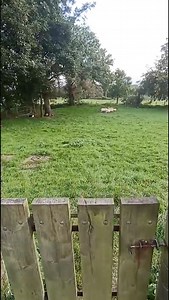 Tom O'Sullivan from Kilcummin practising with his dog Clare; they're representing Ireland in this weekend's International Sheep Dog Trials. Tune into Agritime this evening on Radio Kerry to hear more. | Radio Kerry