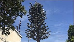 Cell Phone Tower disguised as a pine tree
