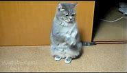Praying Cat (funny video cute cat)