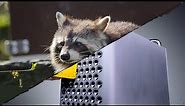 Raccoon x Cheese Grater