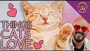 10 Things Your Cats Love the Most!