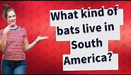 What kind of bats live in South America?