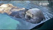 Im-Paw-Tant Update: Rosa the Sea Otter Is Living Her Best Life