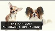 All About The Papillon Chihuahua Mix (Chion)