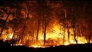 What Causes Wildfires? | Earth Unplugged