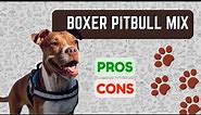 Boxer Pitbull Mix: Bullboxer Pit PRO'S & CON'S!!!