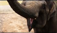 Being an elephant keeper at Melbourne Zoo