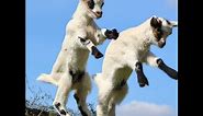 The Cutest Baby Goats Jump Into the Air! Compilation! Try not to laugh watching these goat kids!