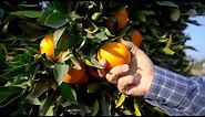 California Navel Oranges - America's Heartland
