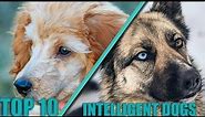TOP 10 Most Intelligent Dog Breeds In The World