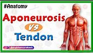 Difference between Aponeurosis and Tendon