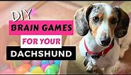 DIY Brain Games for Your Bored DACHSHUND - with Easter Eggs! 🐣 | Mentally Stimulate a Dachshund
