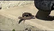 Blue Belly / Western Fence Lizard Male & Female Mating ~ Lizard Push Ups ~ California Lizards