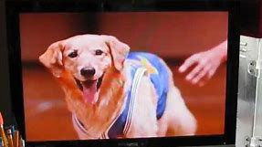 Air Bud (1997) Theatrical Trailer