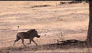 Funny Running Warthog