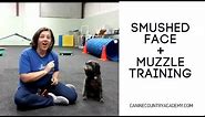 How to Muzzle a Smushed Face Dog