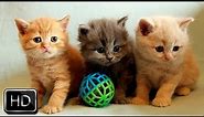 Adorable Kittens Playing Together | Too Cute!