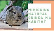 Mimicking Natural Guinea Pig Habitat - Guinea Pig Center