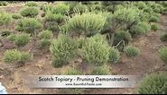 Scotch Topiary - Plant Care