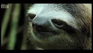 David gets into an awkward moment with a sloth