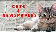 Cats and Newspapers | Cute and Funny Cat Videos