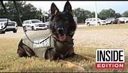 How a Bulletproof Vest Saved This Brave Police Dog’s Life