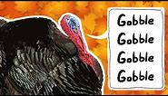 Turkeys for Kids | Wild Turkeys | Animals for Kids | Thanksgiving bird