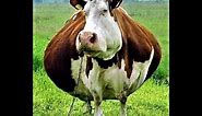 🐮 Best Cow Sound Effects with Video!