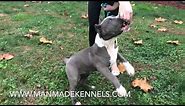 Best Blue Pitbull Puppy On Earth; ManMade Kennels Puppies