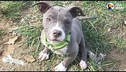 Pittie Puppy Sets Her Mind To Do The Impossible | The Dodo Pittie Nation