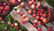 Apple Picking in Florida: The Best Orchards and Farms