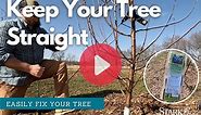How to Straighten A Tree- Keep Your Fruit Trees Straight
