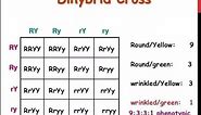 Dihybrid Cross | How to write a Dihybrid Cross in Exam | Genetics and Inheritance