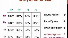 Dihybrid Cross | How to write a Dihybrid Cross in Exam | Genetics and Inheritance