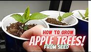 Growing Apple Trees From Seeds |Store Bought Apples|