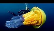 The Biggest Jellyfish In The World